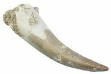 Fossil Plesiosaur (Zarafasaura) Tooth - Morocco #370490-1